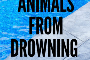 How to Keep Animals from Drowning in your Pool