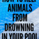 How to Keep Animals from Drowning in your Pool